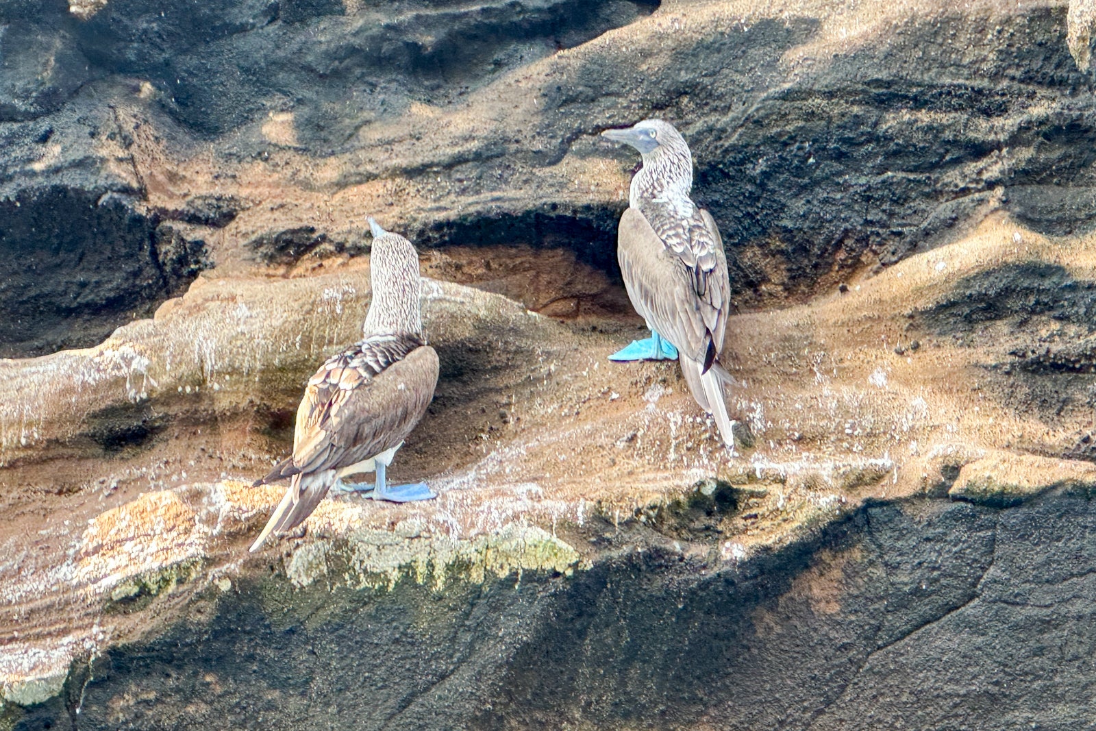 Read more about the article My first cruise to the Galapagos: The good, the bad and the absolutely adorable