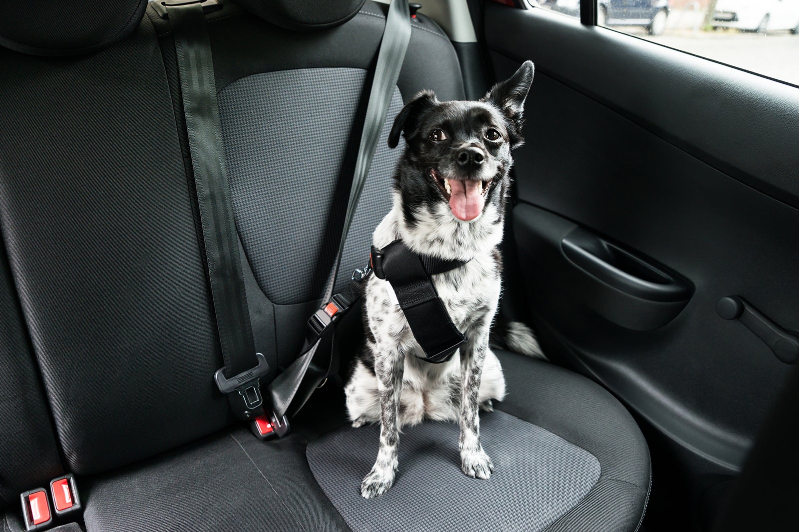 Read more about the article The ultimate dog-friendly summer road trip guide