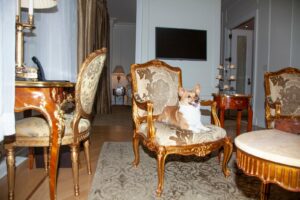 Read more about the article Uptown corgis: My dog’s pet-friendly stay at The Plaza