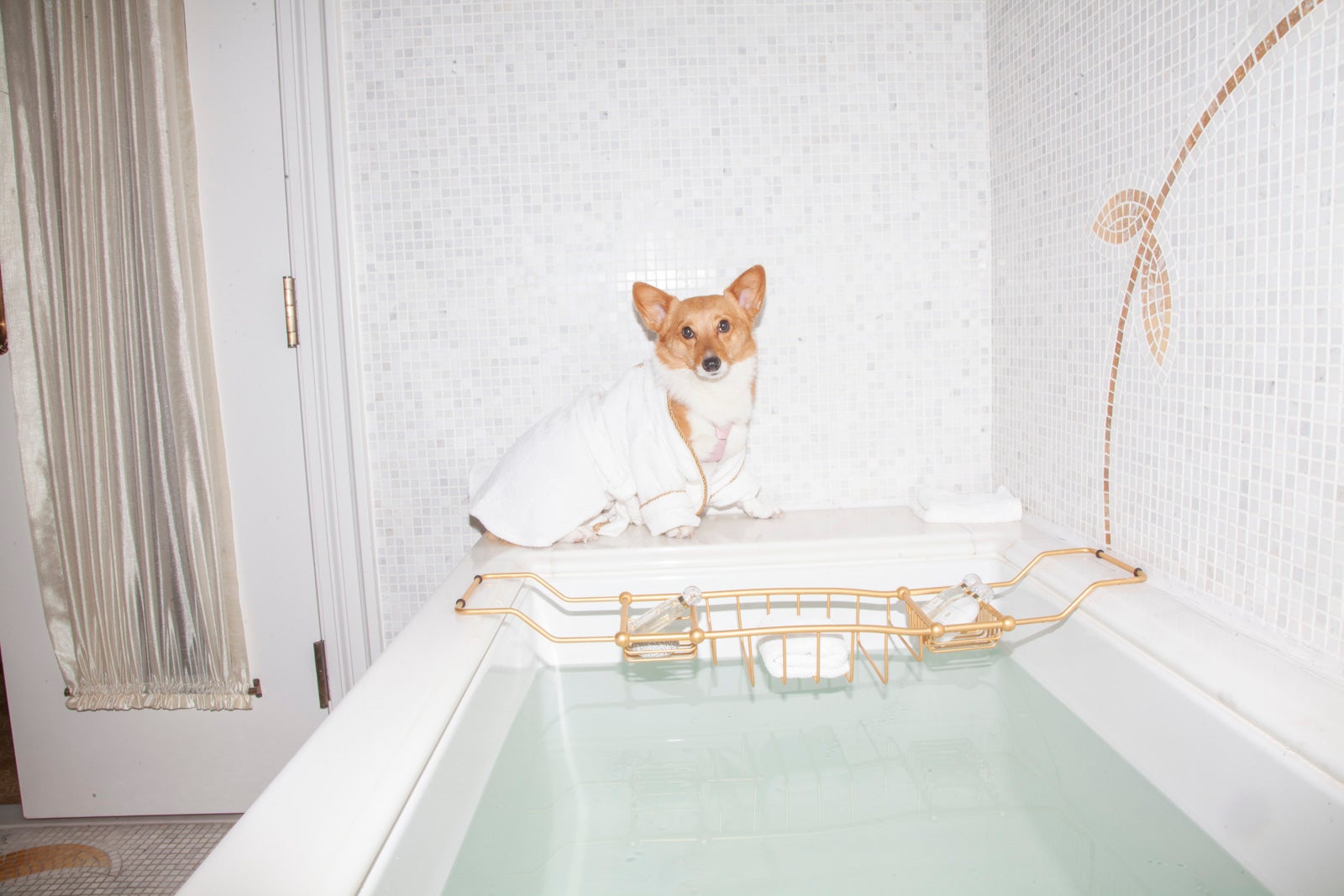 You are currently viewing These hotels go all-out with luxury pet amenities