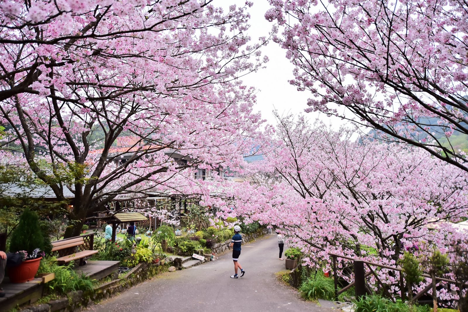 You are currently viewing The 12 best places to see cherry blossoms abroad this spring