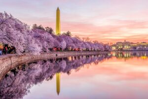 Read more about the article The 11 best places to see cherry blossoms across the US this spring