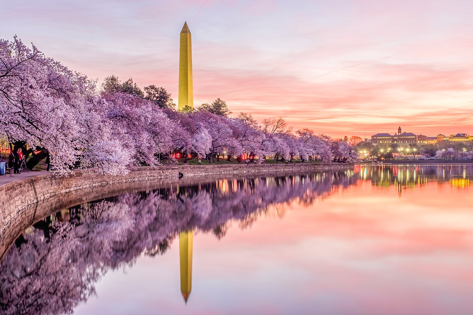 Read more about the article The 11 best places to see cherry blossoms across the US this spring